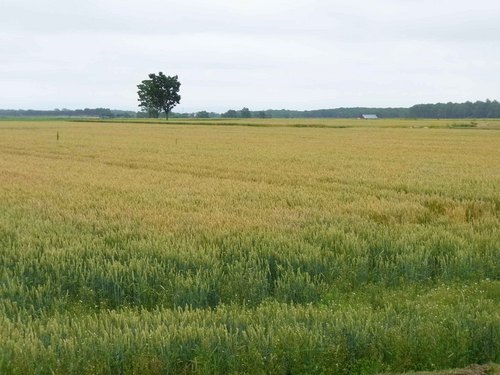 小麦畑.jpg
